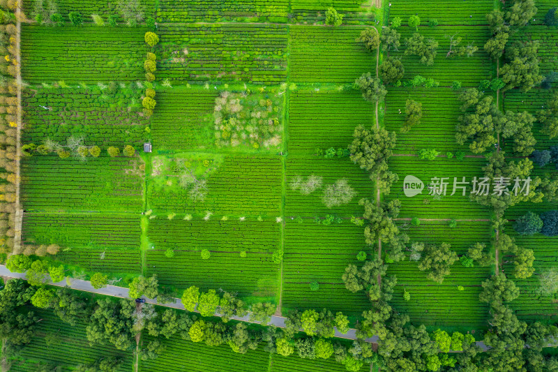 广东清远英德红旗茶厂英德茶叶世界航拍