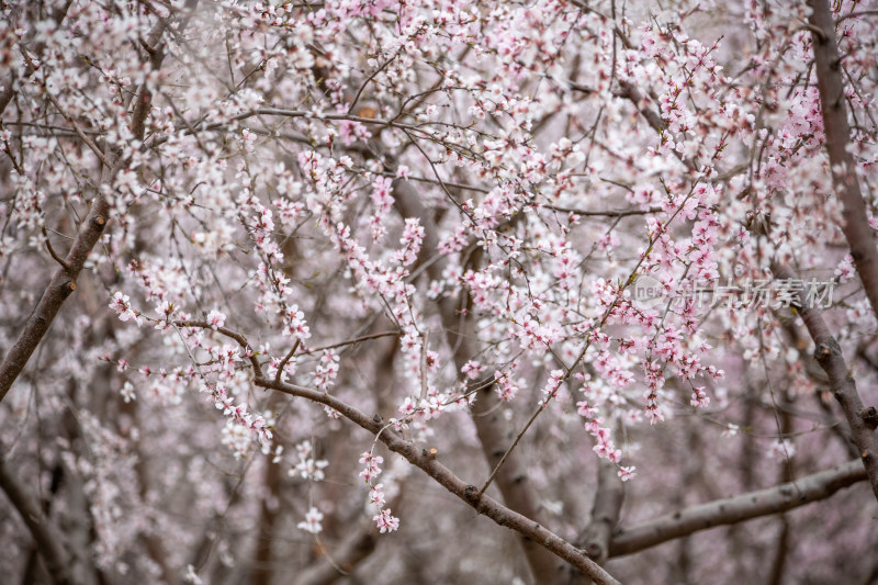 桃树桃花桃树林