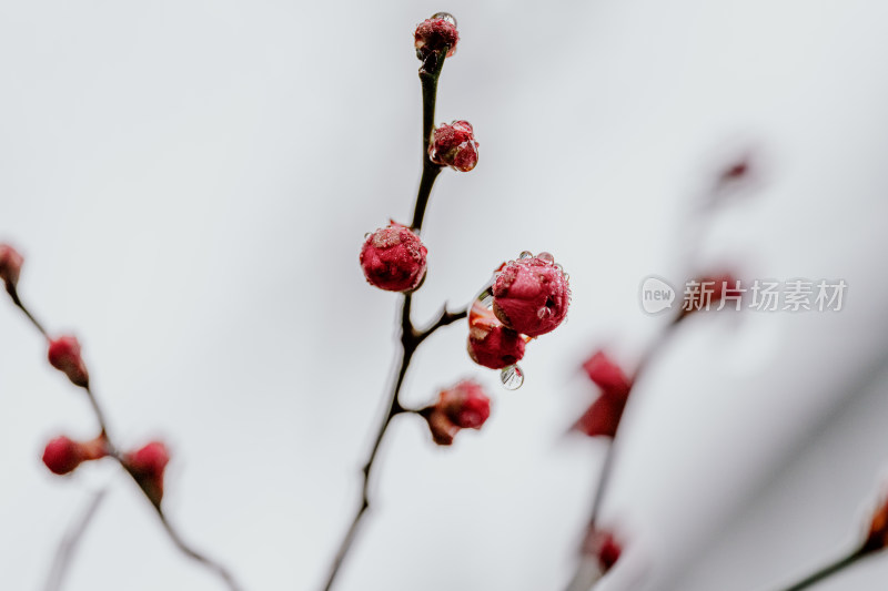 微距视角下的西溪湿地雨中盛开的梅花