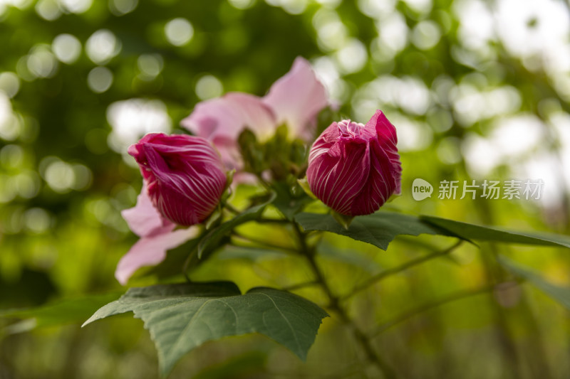 四季花卉盆景格桑花