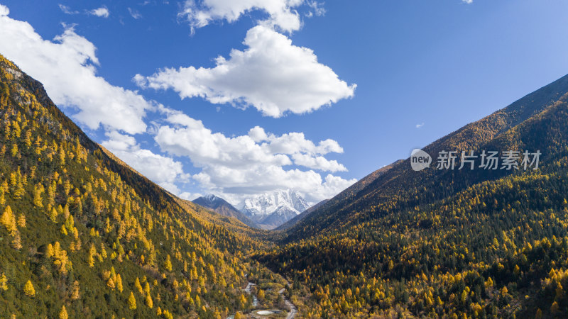 雅拉雪山秋天杉树松树彩林秋景