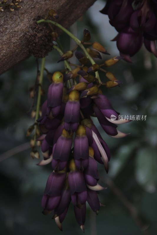 广东东莞：禾雀花盛开