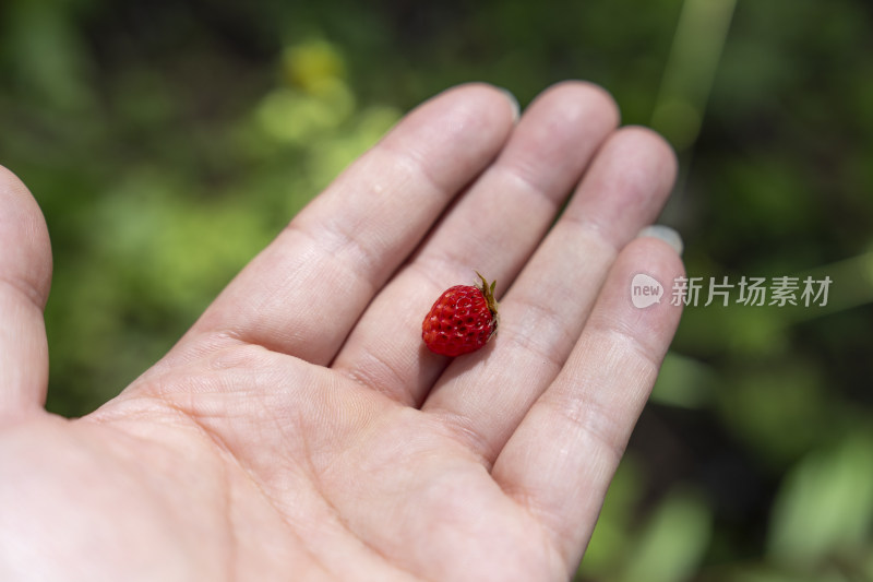 手心里采摘的野生草莓