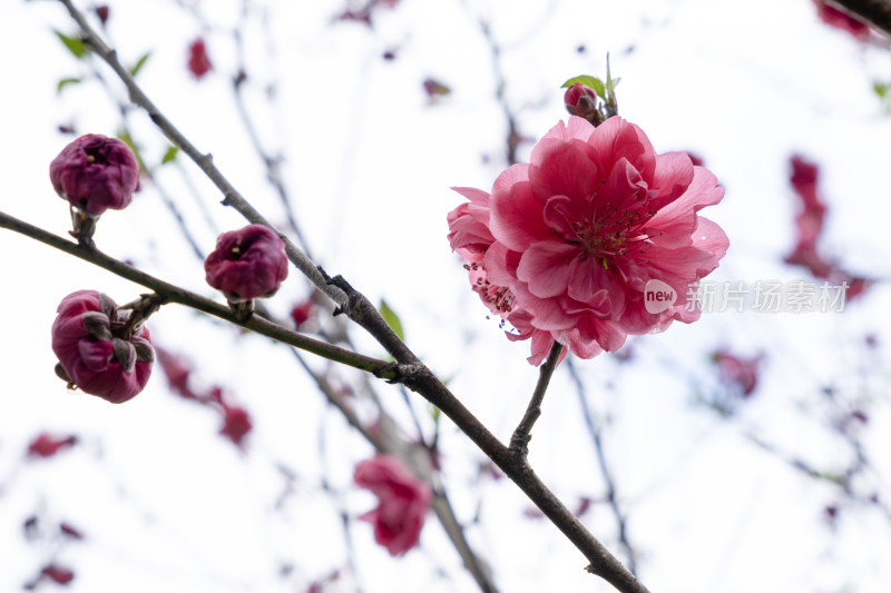 春天绽放的红色碧桃花特写