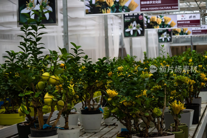 温室内佛手盆栽植物景观