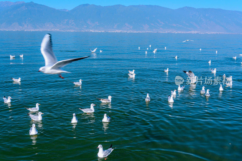 云南大理洱海湖泊海鸥飞鸟野生动物