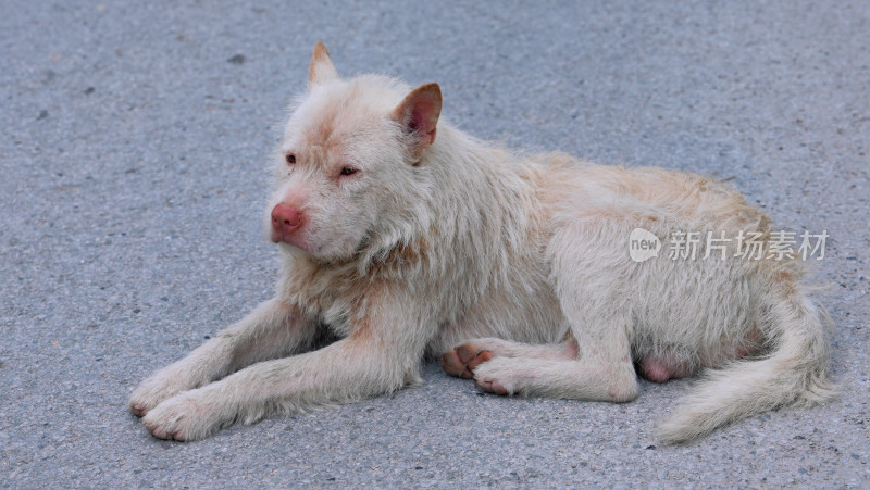 中华田园犬/下司犬