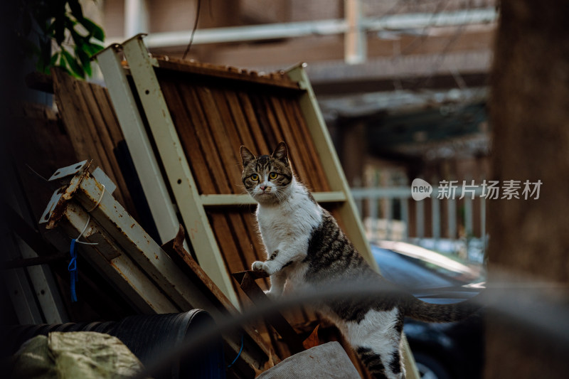 流浪的狸花猫