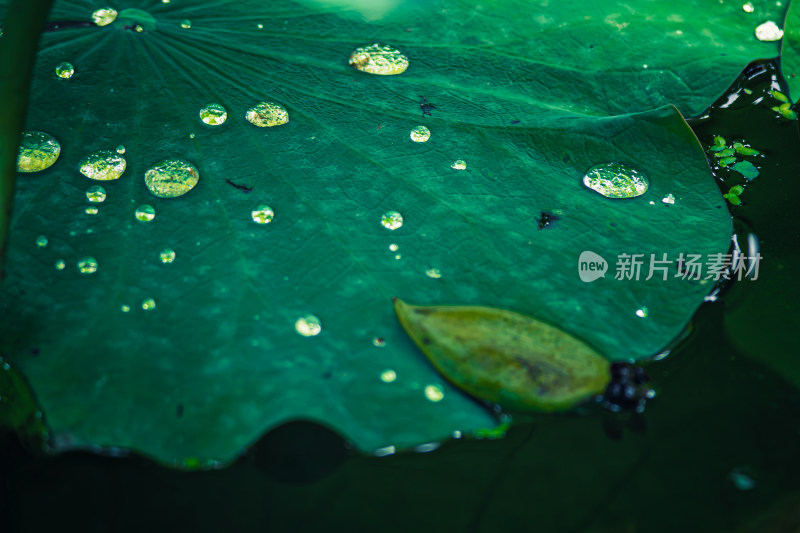 雨后荷叶上的露水珠