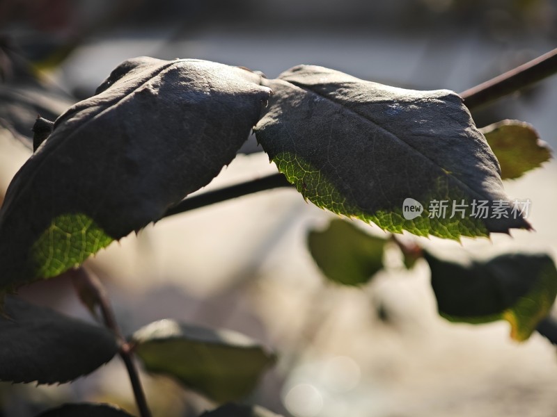 带刺植物上带有枯黄斑点的叶片