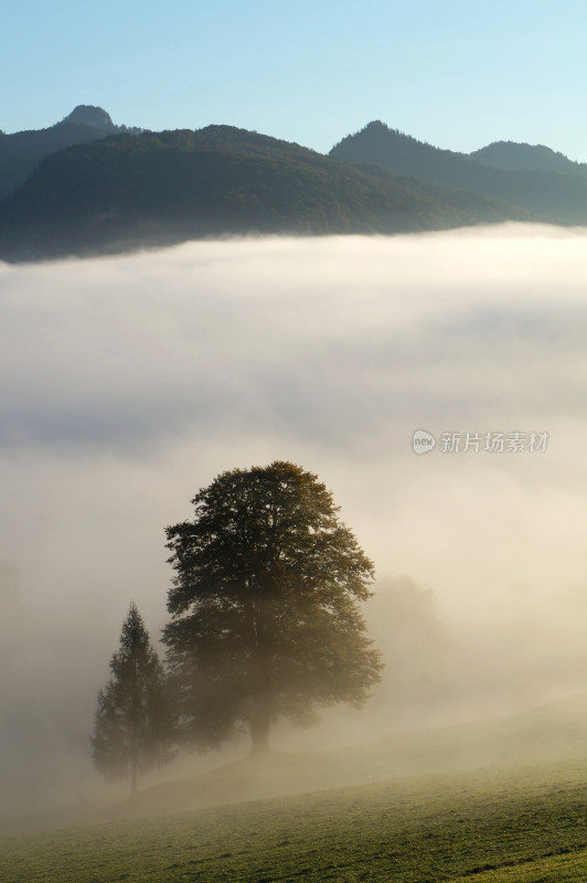 山间晨雾中的树木风景