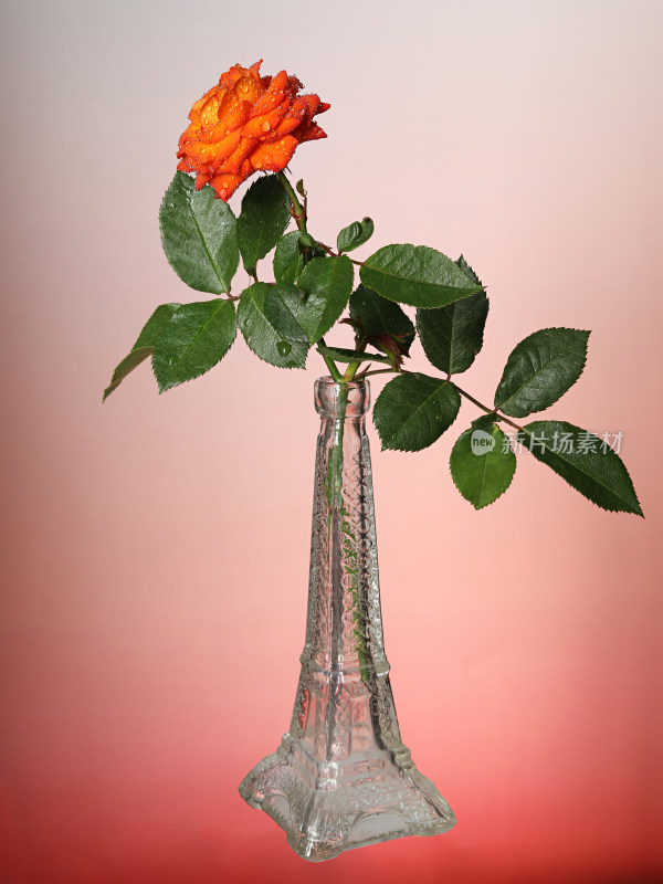 红色背景上花瓶里插着玫瑰花