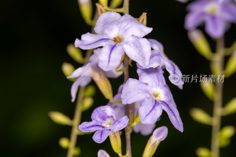 假连翘紫花盛放