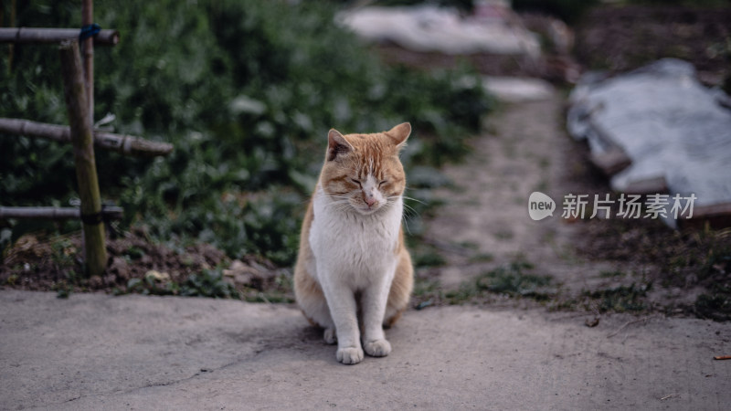 户外猫咪实拍