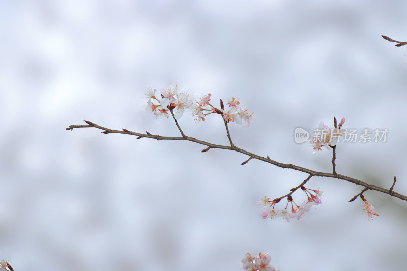 花卉摄影