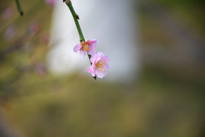 春意盎然的桃花枝