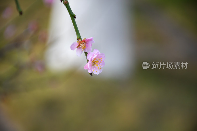 春意盎然的桃花枝