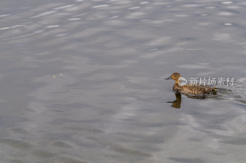 一只在若尔盖花湖湿地游弋觅食的红头潜鸭