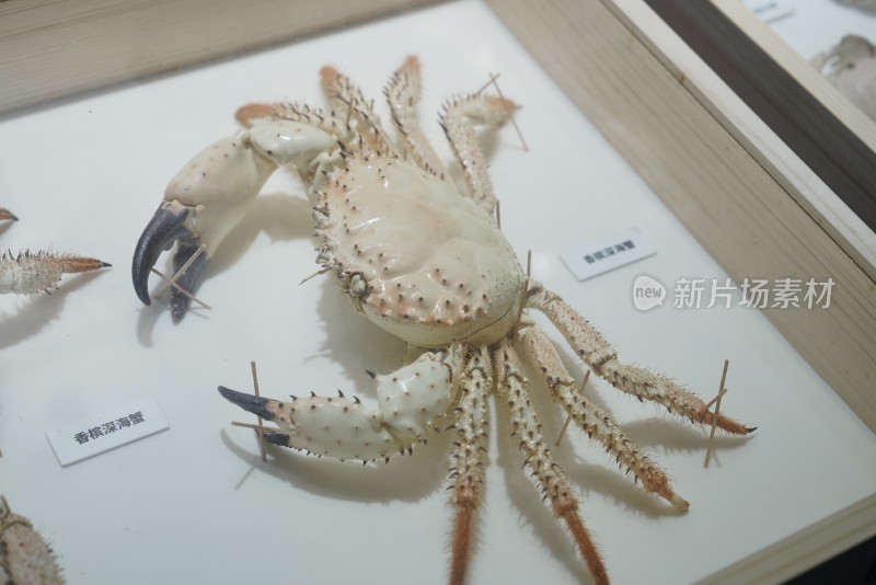 海洋馆中展示的香槟深海蟹标本