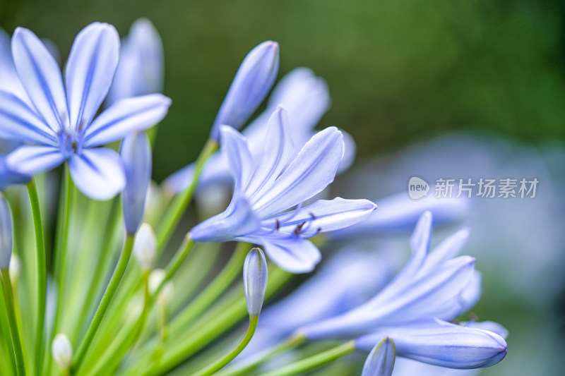 植物百子莲开花特写