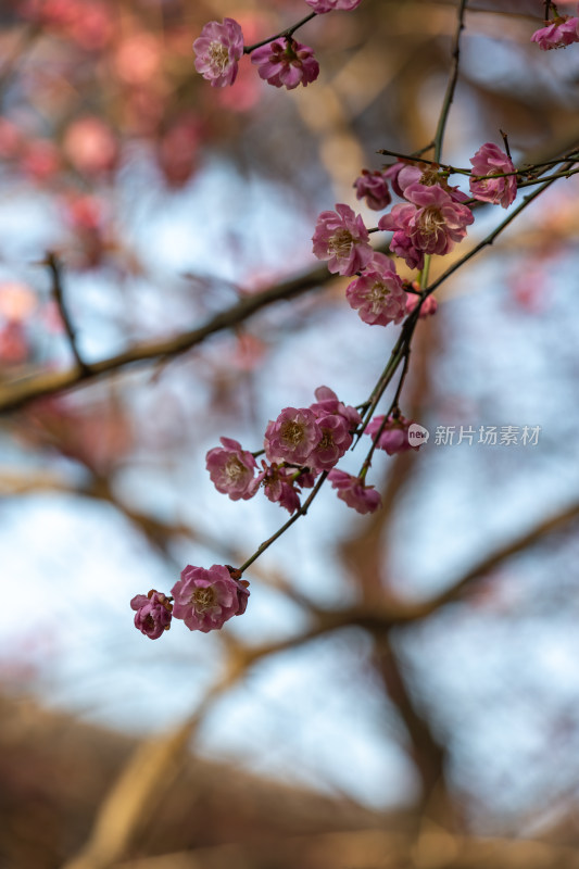 杭州花港观鱼枝头绽放的梅花特写