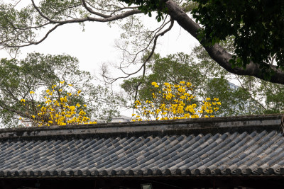 广州光孝寺黄花风铃木