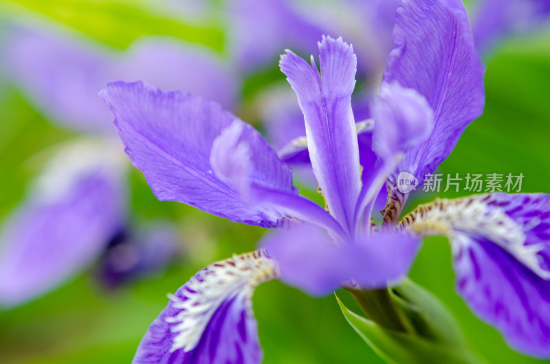 一朵紫色鸢尾花特写