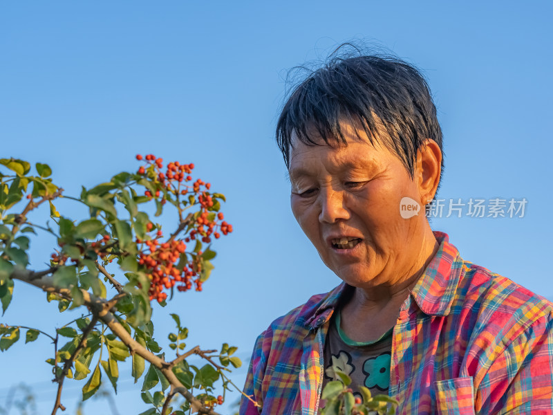 花椒种植丰收采摘高效农业