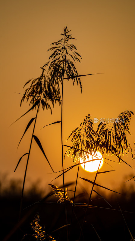 夕阳下芦苇丛风景