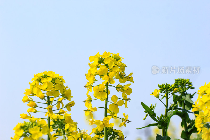 金灿灿的油菜花特写