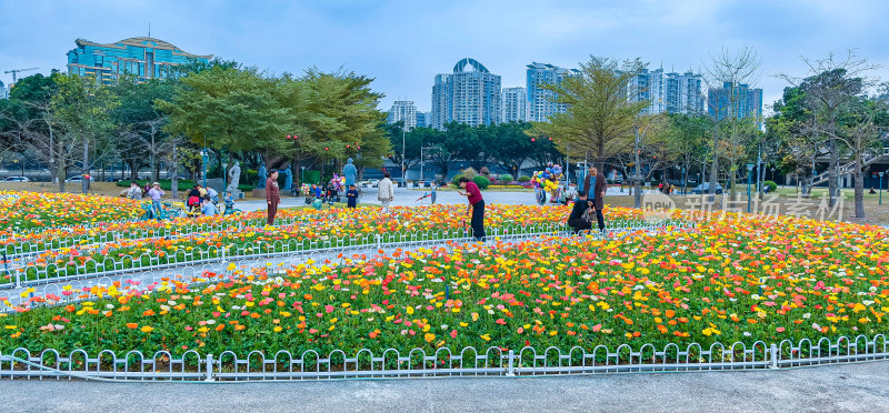 广州市宏城公园盛开的虞美人花