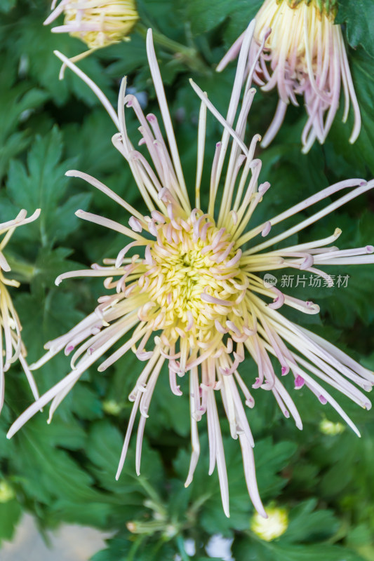 特写丝状花瓣黄色菊花