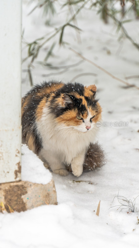雪天三花猫流浪猫冬季下雪