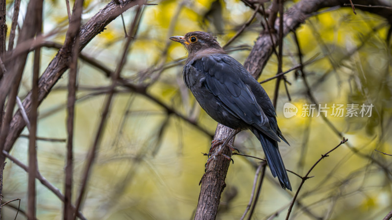 乌鸫（Turdus merula）