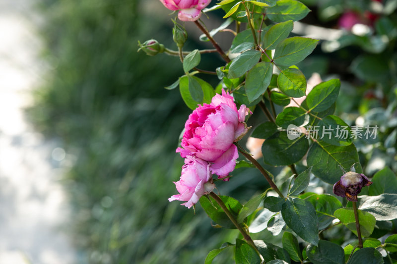 月季品种——伊芙伯爵