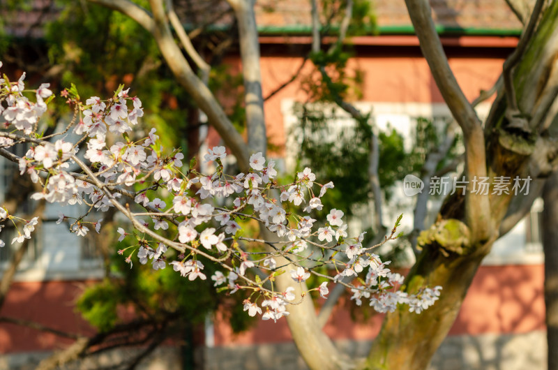 春天青岛中山公园阳光下樱花盛开