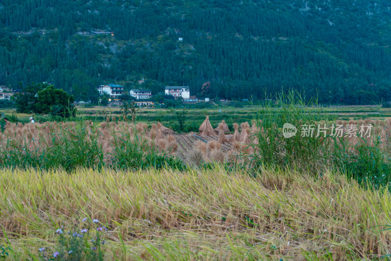 九月的兴义万峰林稻田