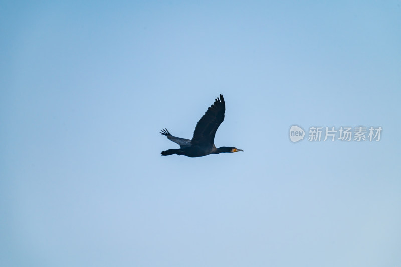 洛阳洛河边湿地里空中飞翔的鱼鹰（鸬鹚）