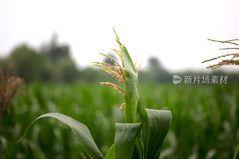 夏末的玉米雄穗