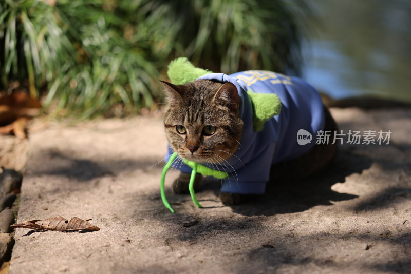 杭州西湖花港观鱼的流浪猫狸花猫