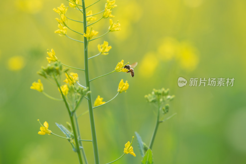 春天油菜花和蜜蜂