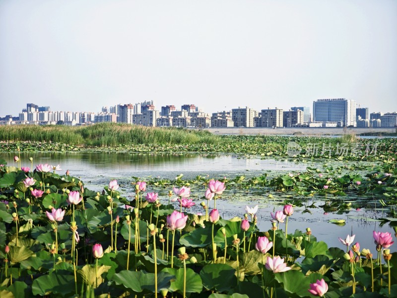 玄武湖城市边荷花池塘景观