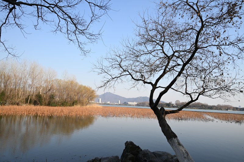 湖边枯树与远山景色