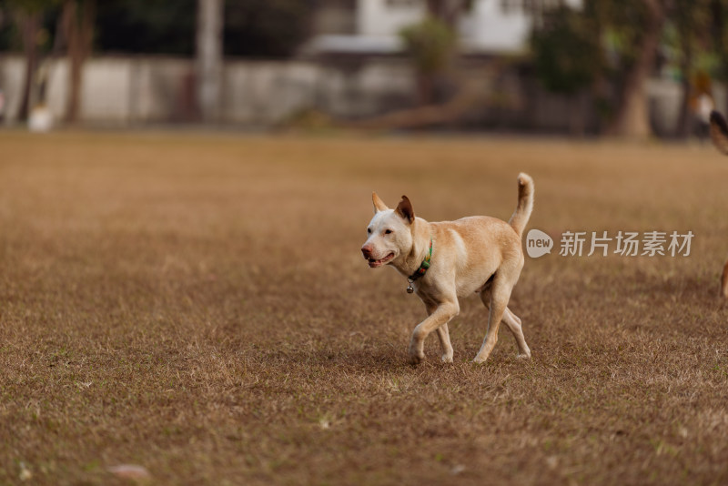 泰国清迈在草坪上玩耍的小狗们