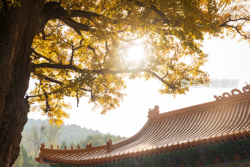 山东济南淌豆寺秋天黄色千年银杏树叶美景