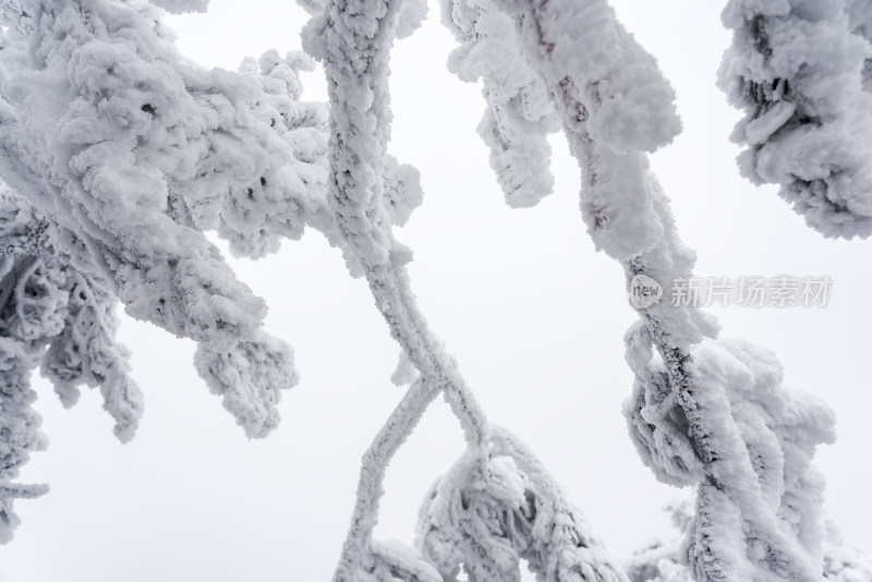 冬季大雪树木雾凇雪挂