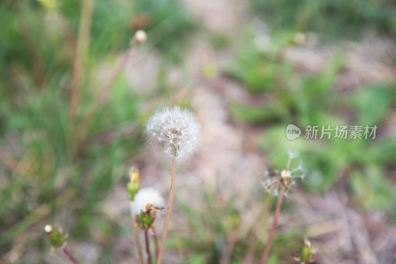 户外草地上生长的蒲公英特写