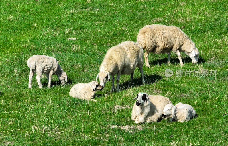 内蒙古草原上的羊