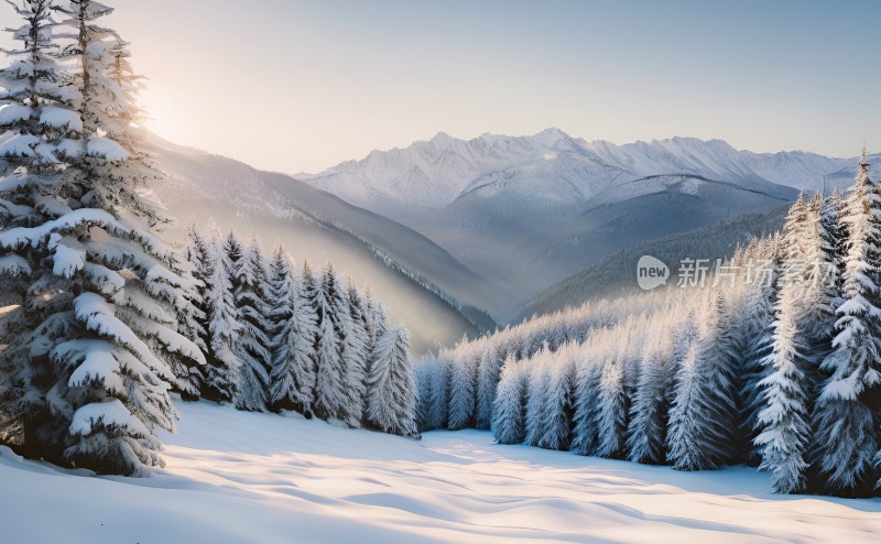 冬季森林白雪覆盖风景