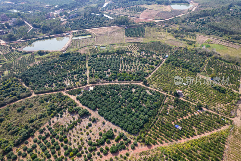 湛江红江农场廉江红橙种植园